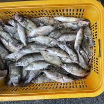 桂鱼