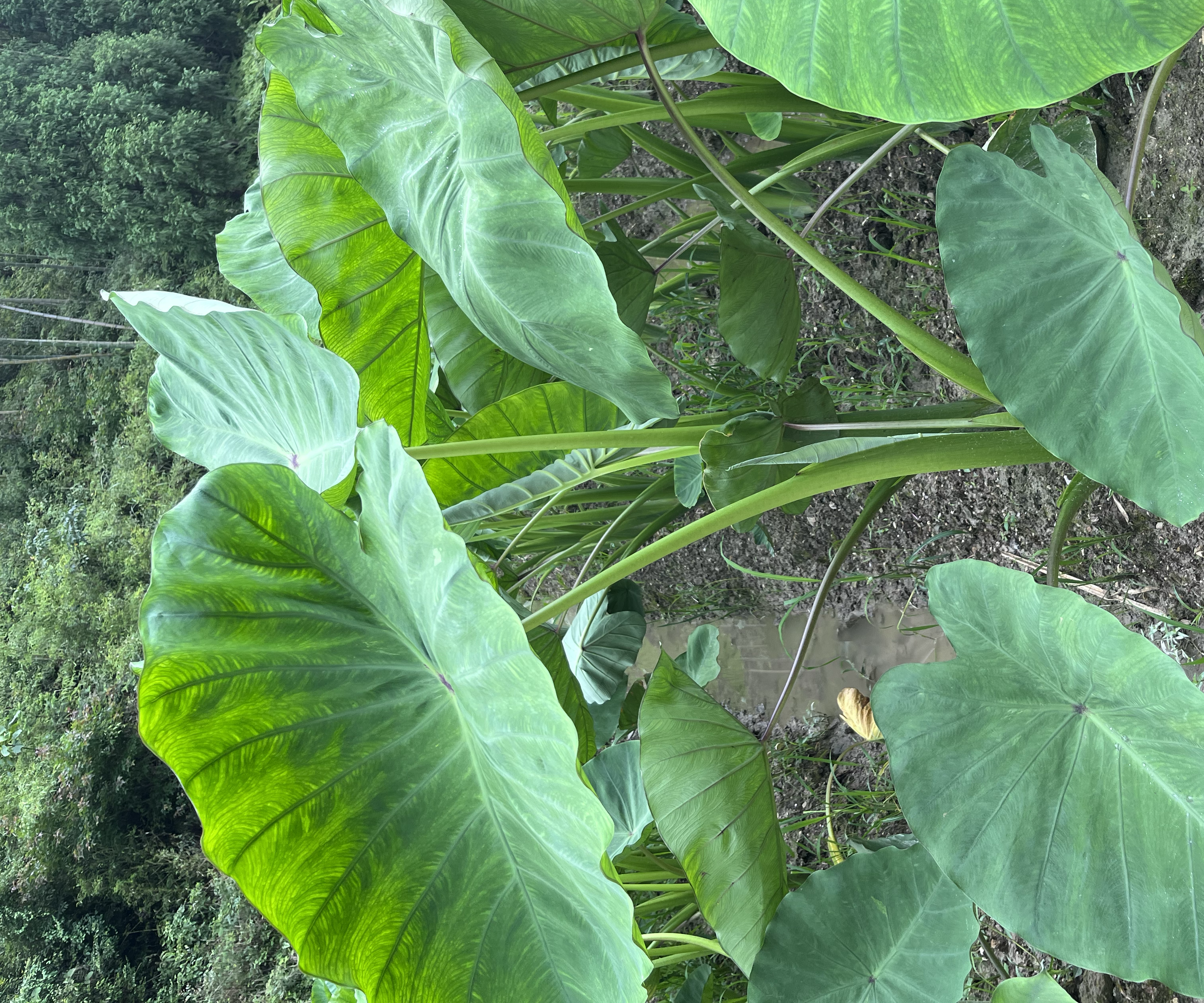 芋头植株特写