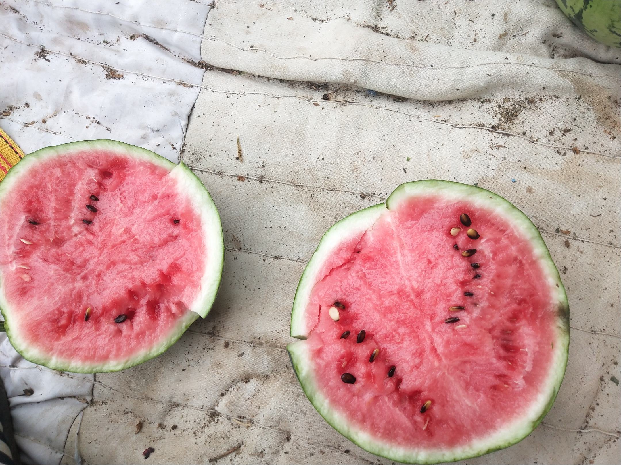 太和西瓜8424切开展示内部品质