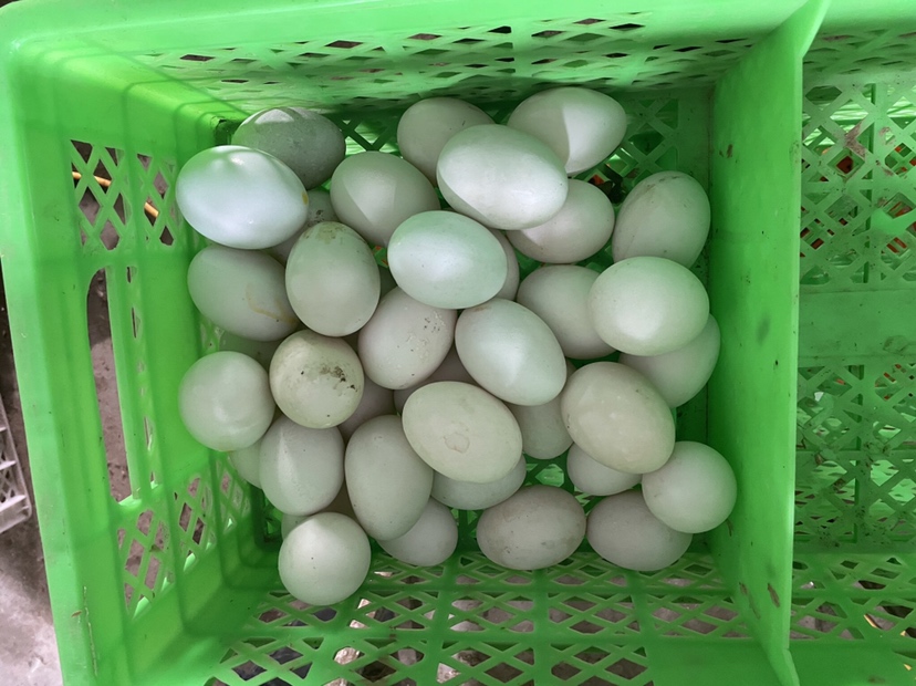 展示鸡蛋在不同月份的价格波动趋势,显示春节和端午节前后为价格高峰,夏季为低谷 鸡蛋季节性价格波动趋势图