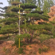 3米丛生造型油松