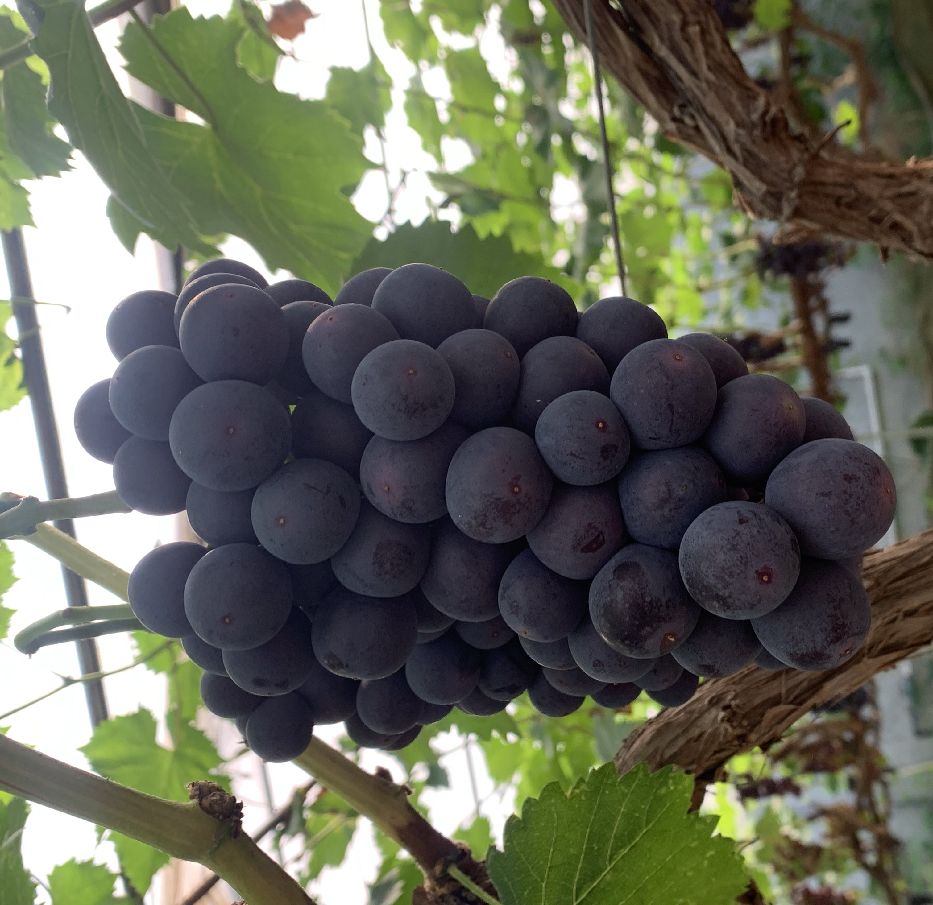 夏黑葡萄特写