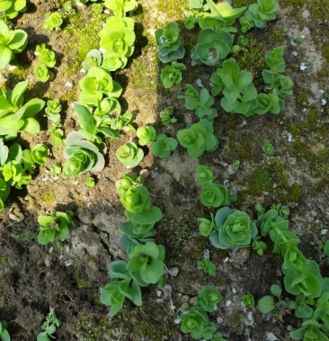 [批发]1300米海拔中药红景天幼苗(现货)价格1.00元/棵 - 一亩田