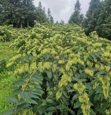 [金银花批发]湘蕾5号金银花价格49.00元/斤 - 一亩田