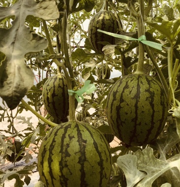 庞各庄小吊瓜纯沙地种植口感好甜度佳产地直销