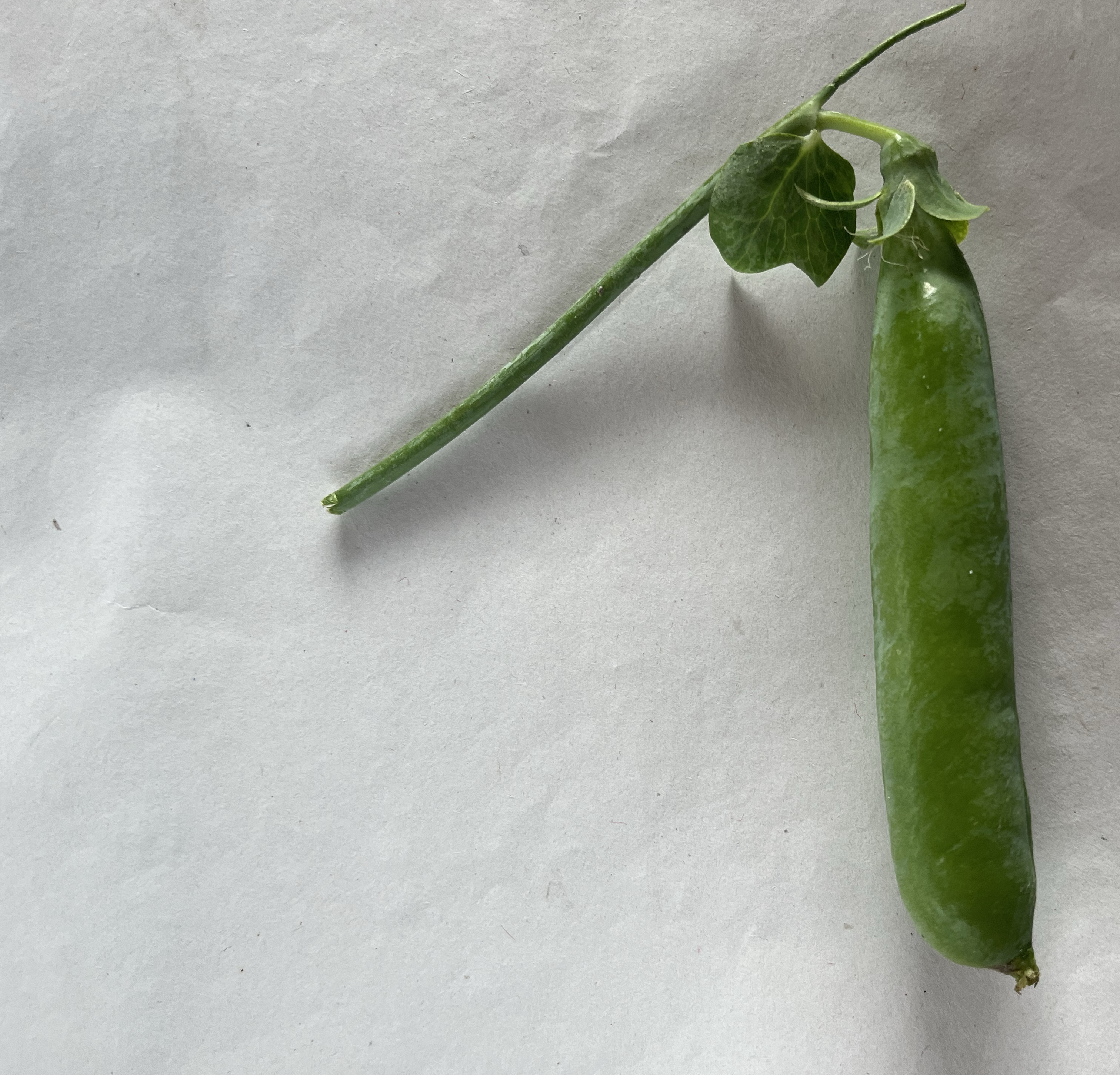 豌豆植物特写照片