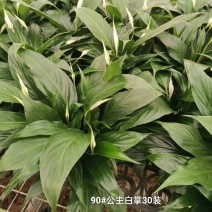 90#公主白掌多花30装一箱5.3元一盆广州基地直发花多