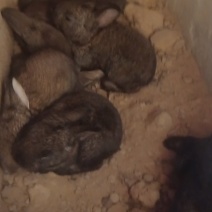 家养圈养肉兔满月兔