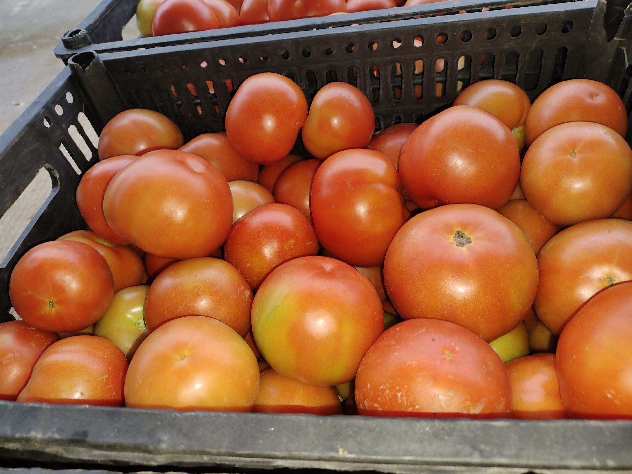 菠菜和蕃茄搭配的沙拉图片