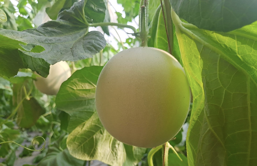 玉菇甜瓜整体外观特写