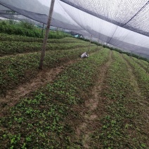 大小草珊瑚苗