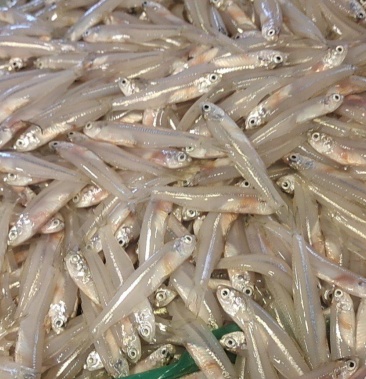 00元/斤 - 一亩田