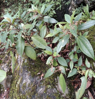 [冷水花批发]石筋草,软枝三股筋,一条筋,冷水花价格30.