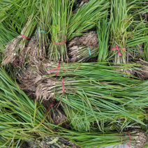 小香蒲