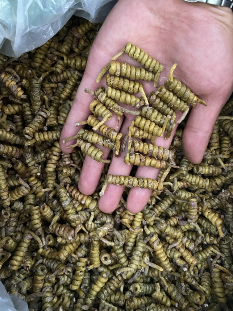 正宗近野生霍山石斛枫斗霍山米斛龙头凤尾正品