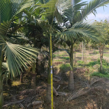 假槟郎棕榈树漳州假槟郎种植基地苗农一手货源低价批发