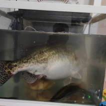 野钓淡水鱼