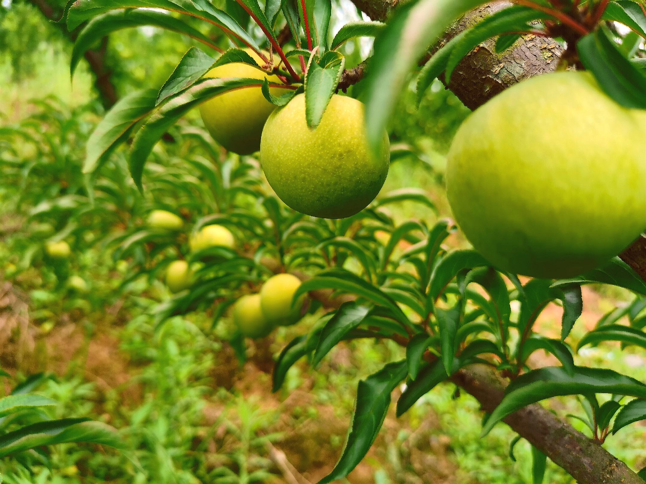 蜂糖李果园实景图