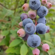 蓝莓规格齐全量大从优