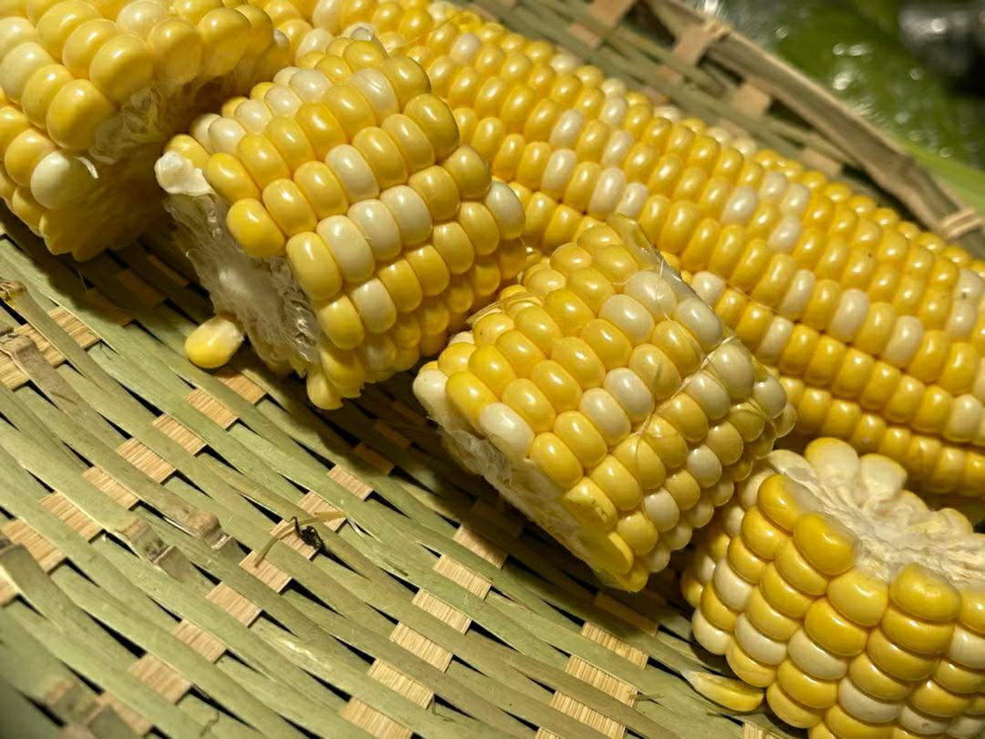 新鲜采摘的有机甜玉米特写：三根带青翠苞叶的完整玉米整齐摆放于竹编簸箕中，玉米粒饱满金黄、排列紧密，表面泛着自然水润光泽，背景虚化呈现阳光洒落的田园场景