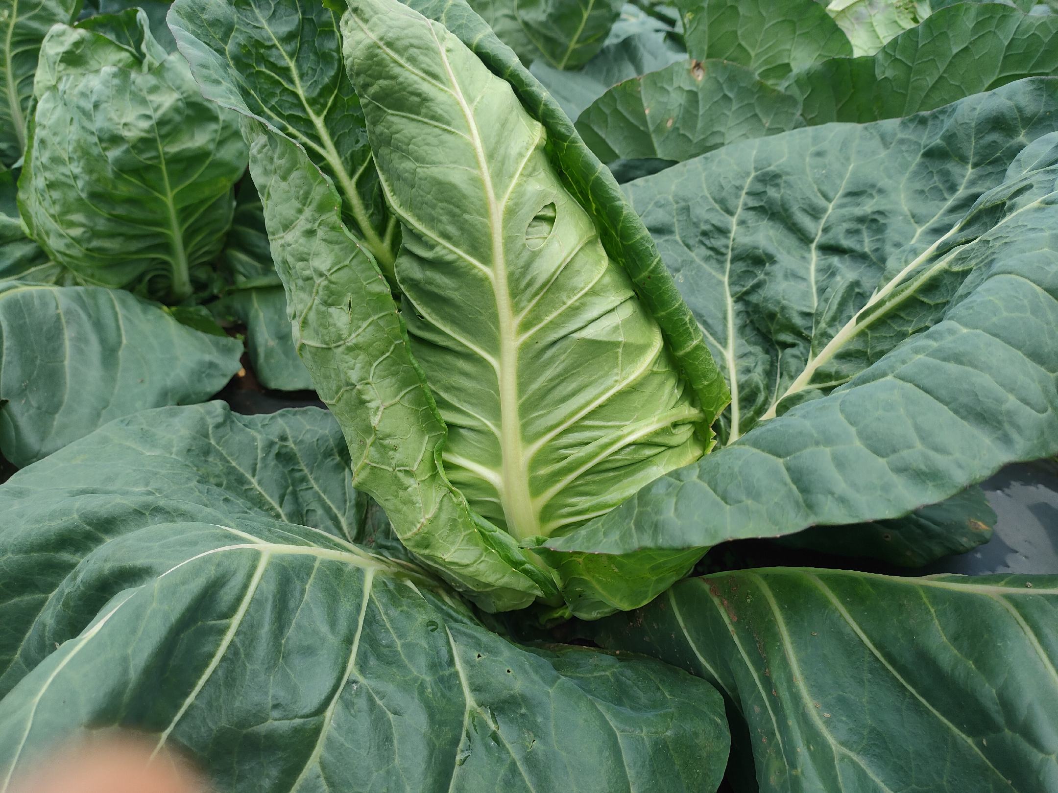 一组横向排列的三张牛心甘蓝生长阶段对比照片:左侧为刚出土的幼苗,带有两片嫩绿子叶;中部为莲座期植株,叶片展开呈放射状;右侧为完全包心的成熟个体,外形浑圆如心,叶色深紫绿相间,背景为干净白色,突出形态变化过程 牛心甘蓝不同生长阶段对比图