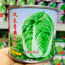 义和改良青杂三号大白菜种子杂交结球白菜种籽叶柄薄短圆筒