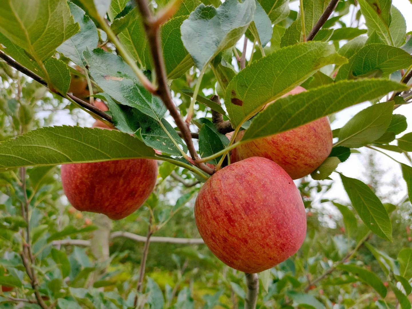 嘎啦苹果与红富士苹果树对比