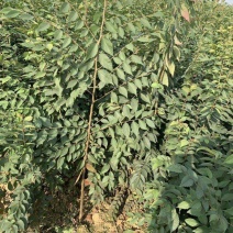 工程绿化苗木正宗小叶红榉树苗血举树苗庭院绿化树苗风景树