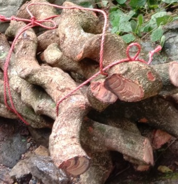 过江龙和各种血藤累根子药