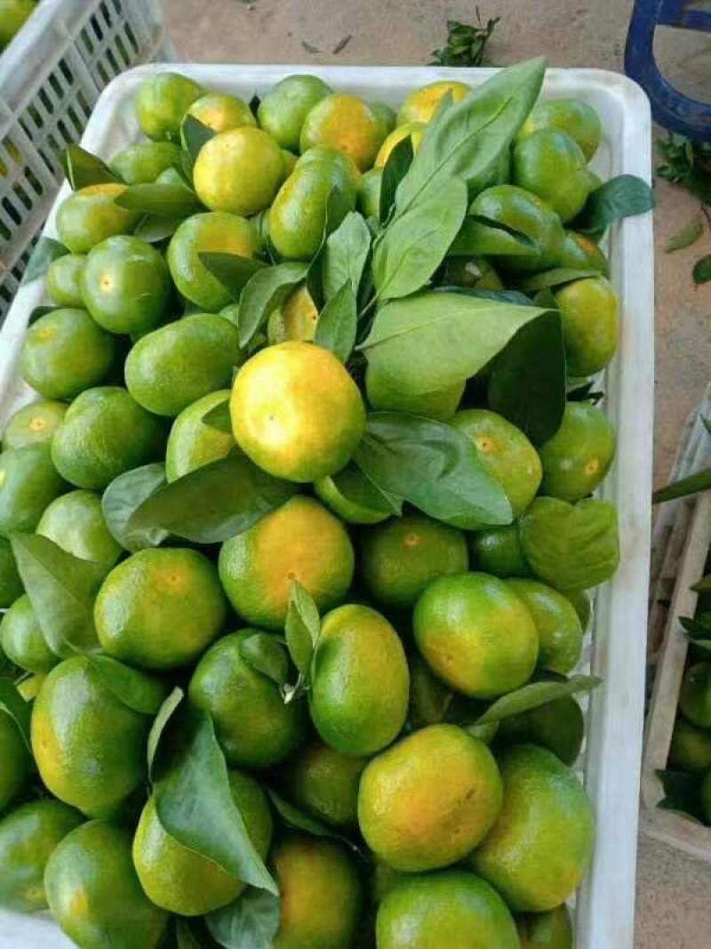 云南蜜桔皮薄肉嫩,囗感甜,主供电商自己承包果园,一手货源