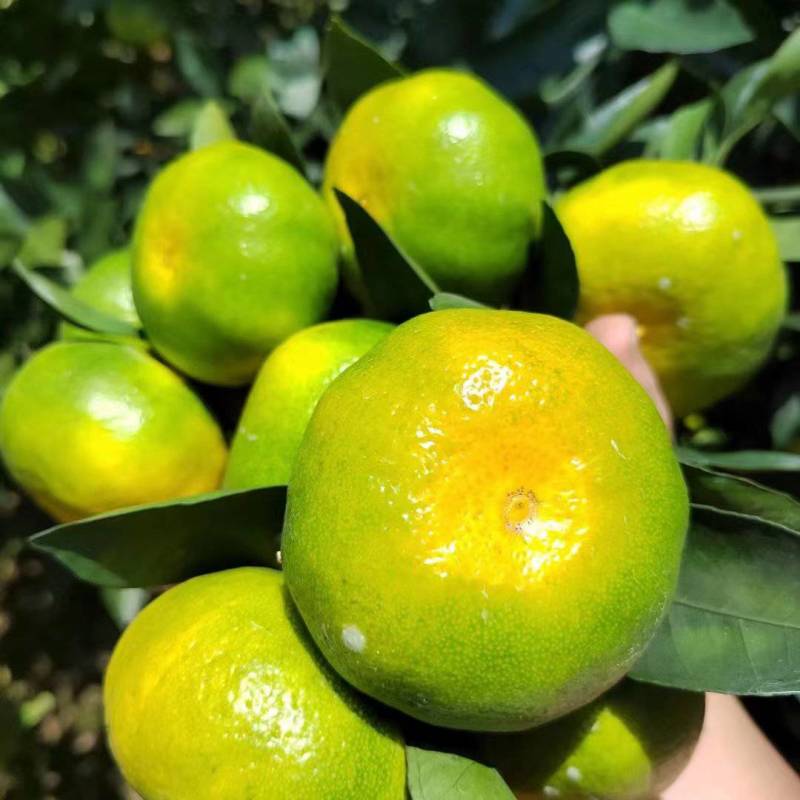 云南蜜桔皮薄肉嫩,囗感甜,主供电商自己承包果园,一手货源
