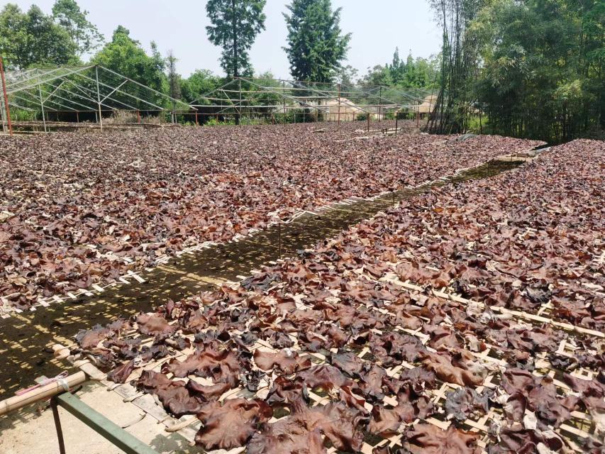 一群农民在阳光充足的院落里晾晒刚采收的秋木耳,黑色耳片整齐铺在竹席上,阳光照射下泛着自然光泽,背景有木屋和山林,展现原生态生产过程 农家晾晒秋木耳场景图