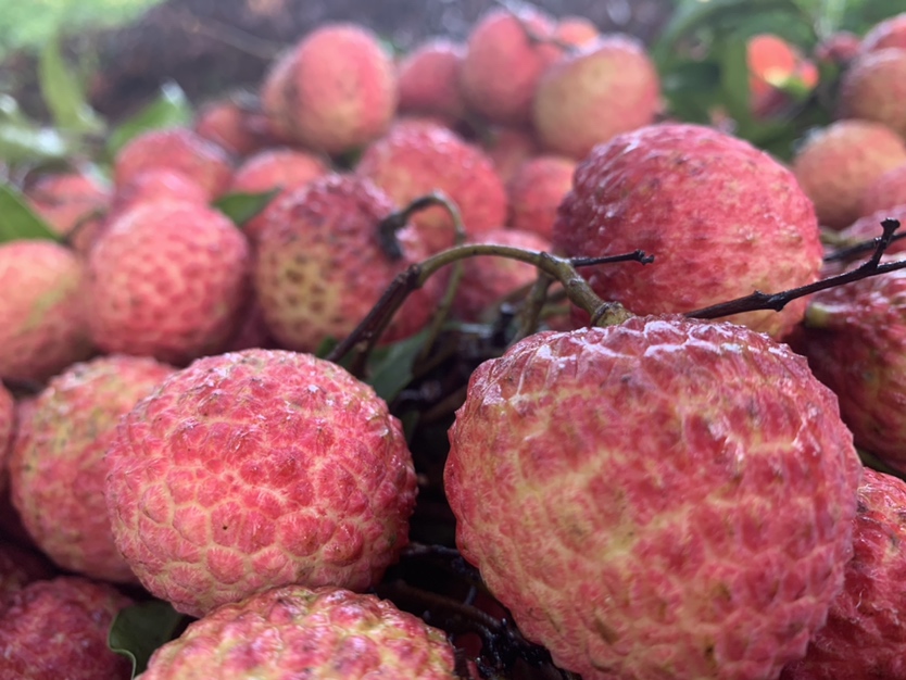 桂味荔枝新鲜特写：单颗带绿叶枝条的桂味荔枝，果皮呈均匀鲜亮玫瑰红色，表面覆有细腻白霜，果刺尖锐清晰，无褐斑、无皱缩，背景为浅木纹台面