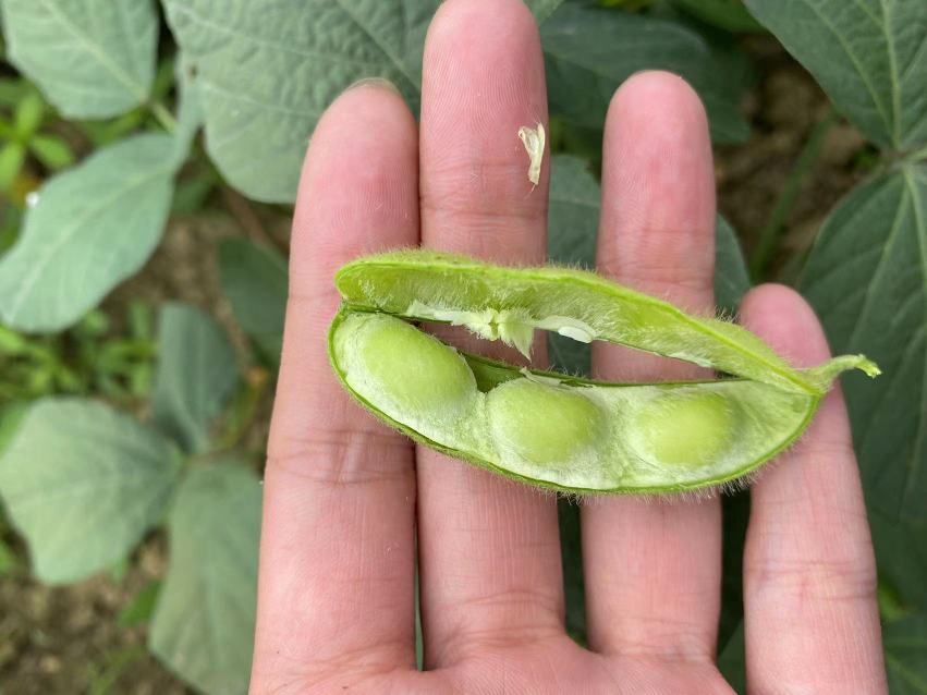 技术人员在山东寿光基地进行四季豆根际益生菌接种:左手持装有枯草芽孢杆菌QST713菌剂的喷壶,右手将菌液均匀淋施于播种穴内,每穴50ml;背景可见已覆膜的垄面与标有‘龙宝一号’品种标签的试验小区牌 四季豆根际益生菌接种操作图