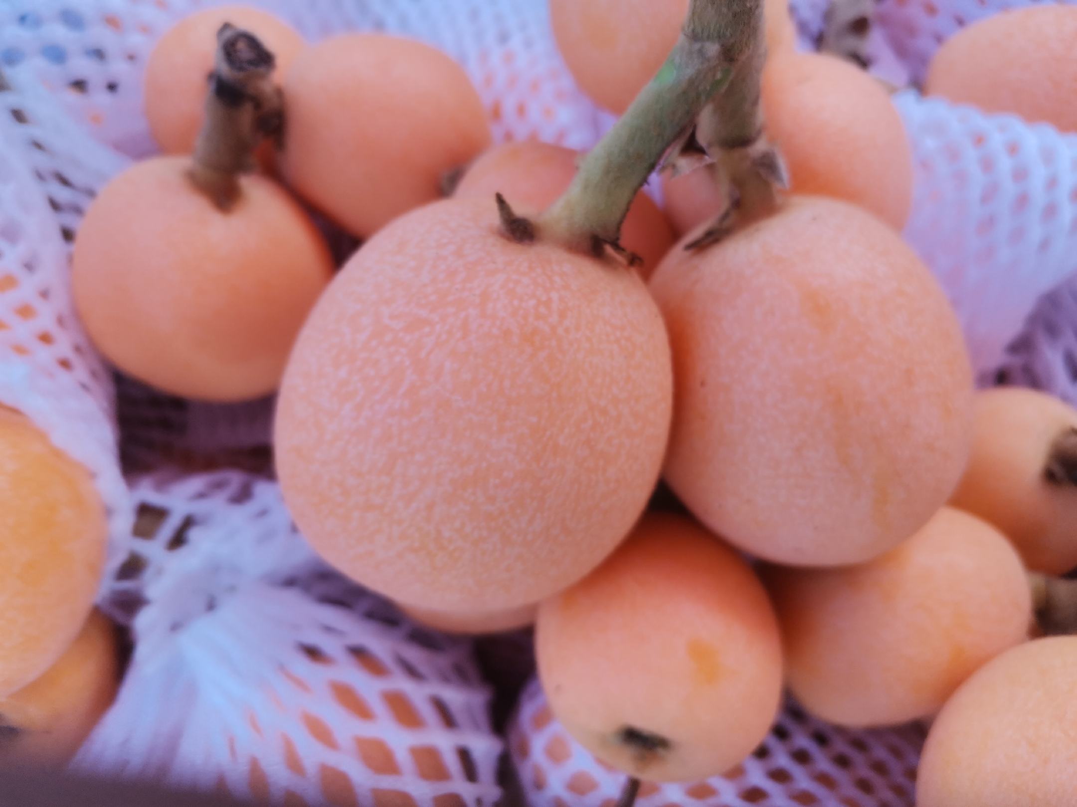 枇杷果外观对比图