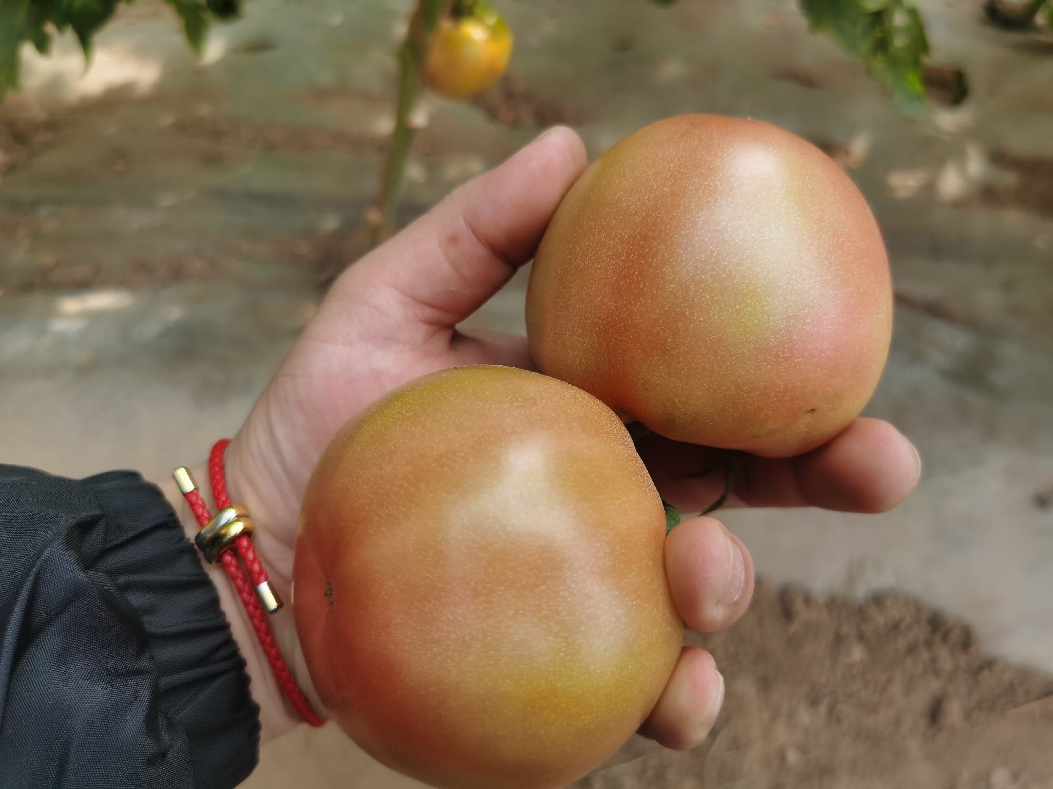 展示一颗新鲜的普罗旺斯番茄,果型圆润,色泽鲜红,表面光滑,背景为自然田园环境 普罗旺斯番茄特写
