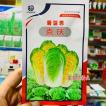 品质优良的娃娃菜种子义和喜庆娃娃菜杂交种春秋早熟品种