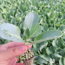 60天花菜苗65天耐热有机菜花苗青梗小米粒有机花菜苗