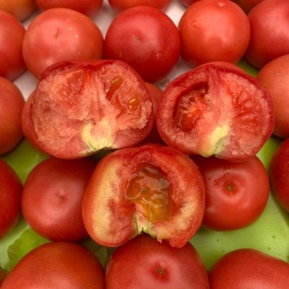 北京普罗旺斯西红柿产地行情