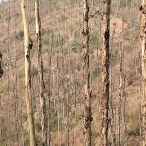 凉山州喜德县鲁基乡桉树砍伐木材出售招商