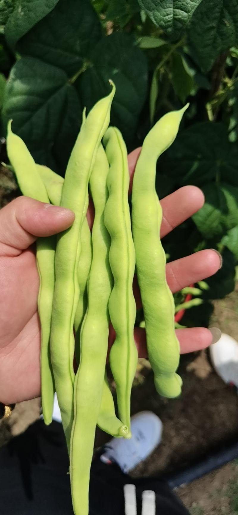 四川攀枝花精品大青豆大量上市需要的老板客商联系我