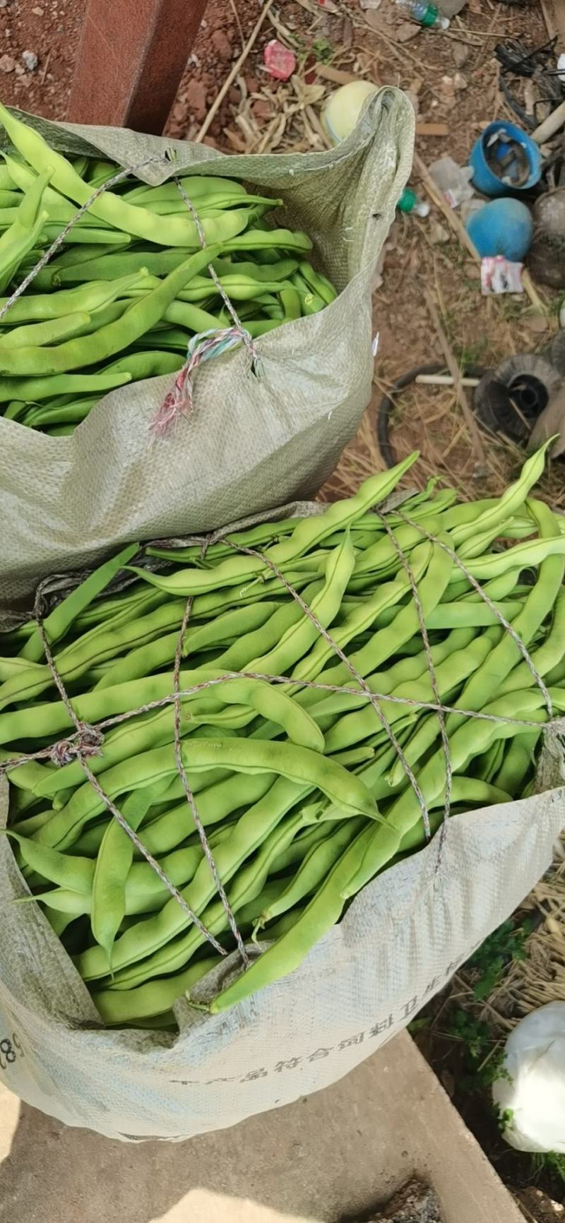 四川攀枝花精品大青豆大量上市需要的老板客商联系我