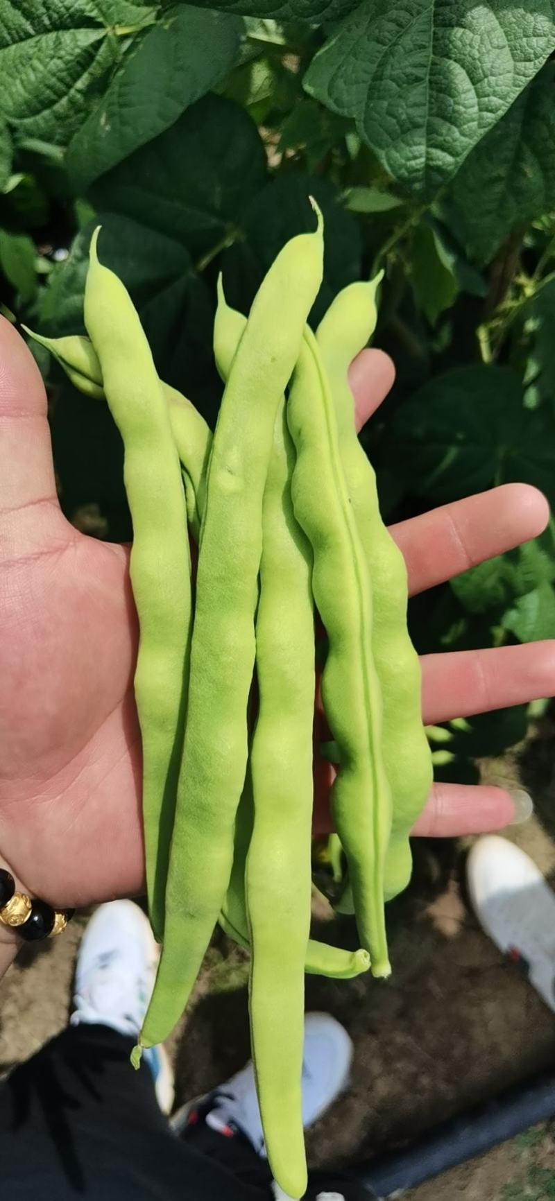 四川攀枝花精品大青豆大量上市需要的老板客商联系我