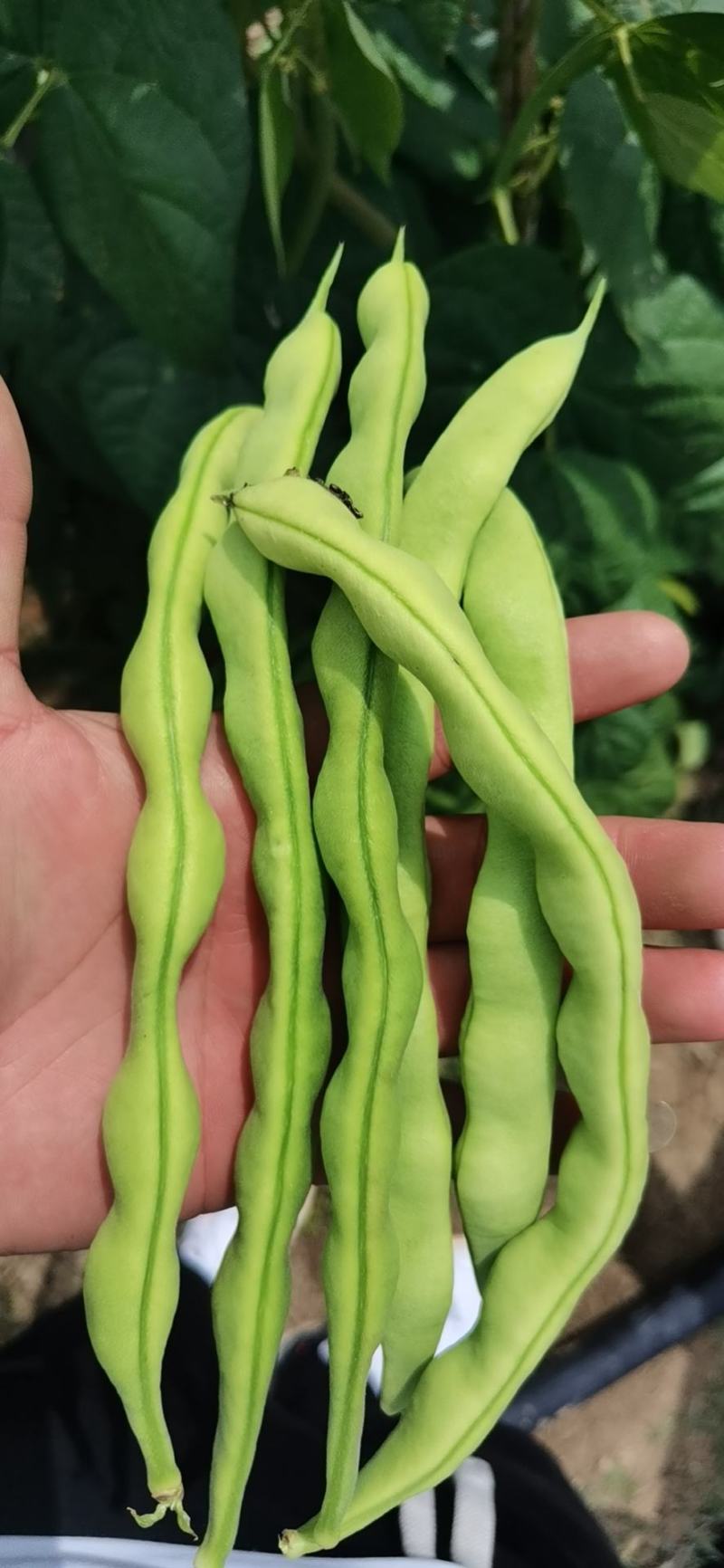 四川攀枝花精品大青豆大量上市需要的老板客商联系我