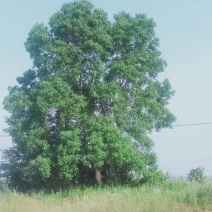 乌桕树
