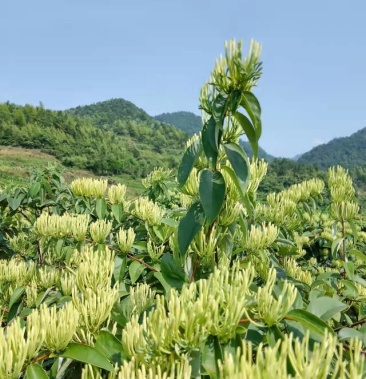 新鲜金银花马上开始摘了大量出货1000公斤起批