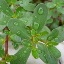 马齿菜