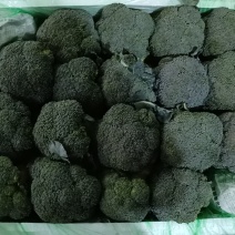 正宗西兰花源头供应量大优惠欢迎电话咨询