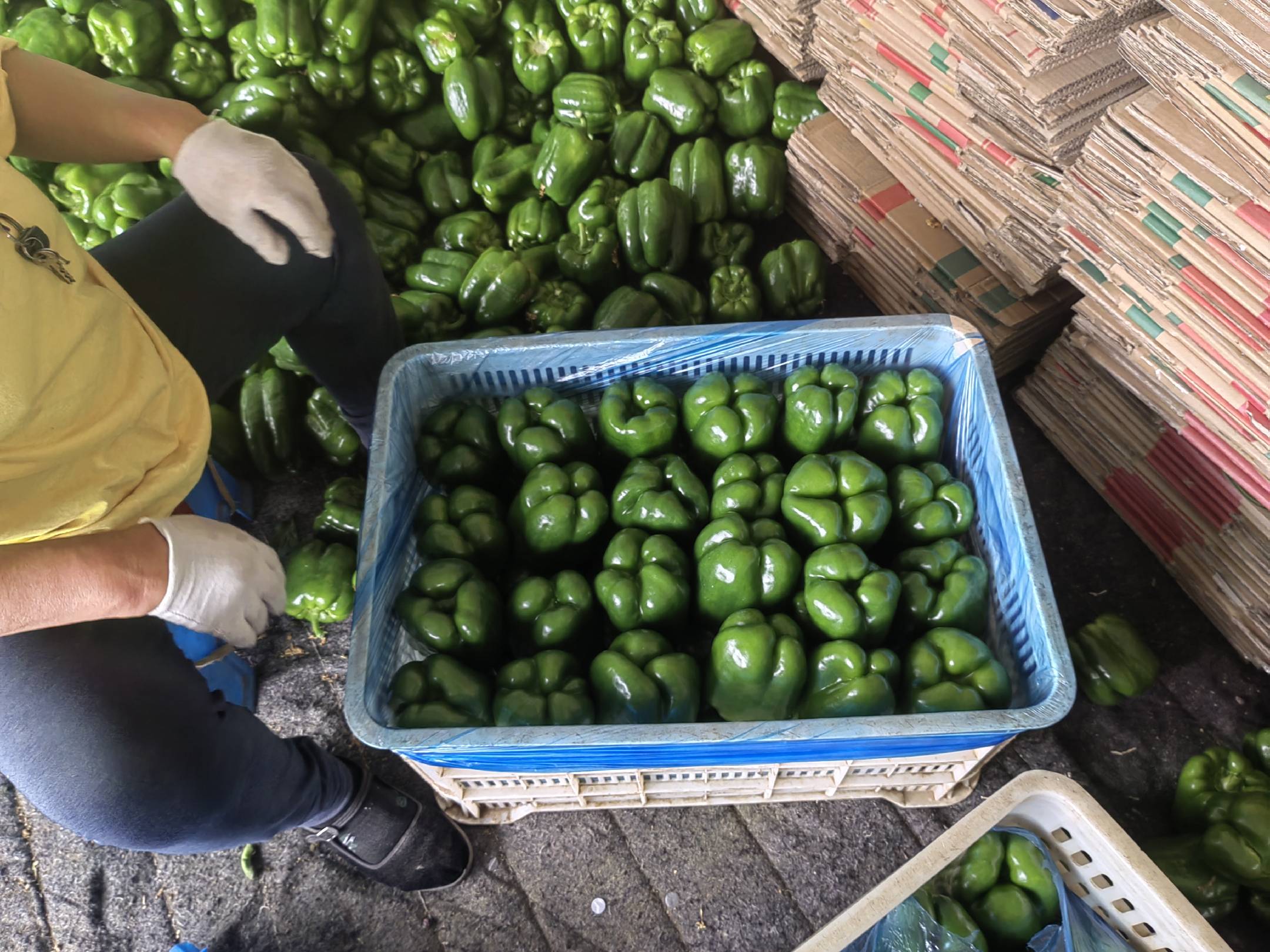 红椒采收与分级包装现场