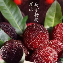 东山乌紫杨梅